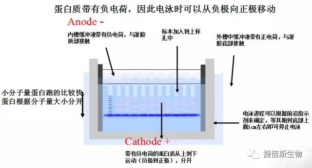 品牌基因工程：塑造独特品牌DNA，让企业脱颖而出